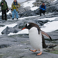 觀看在南極洲的企鵝