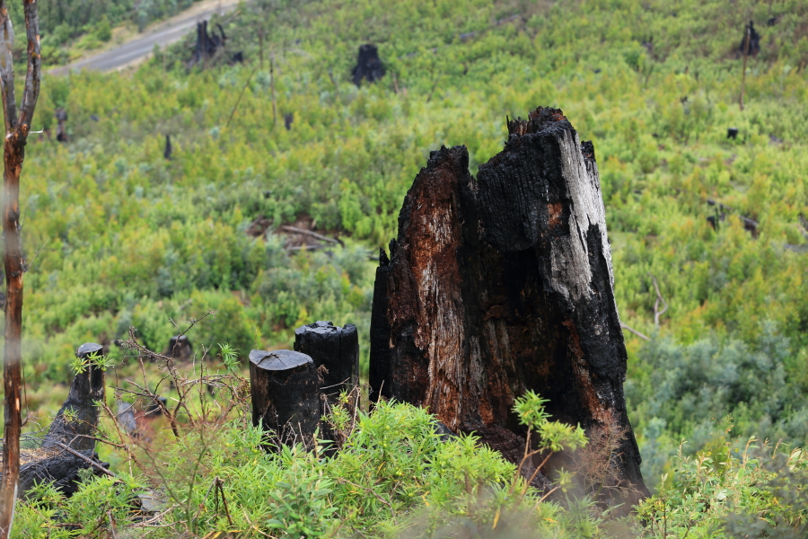 [103rd Cruise Report]Hobart (Tasmania) Learning about nature