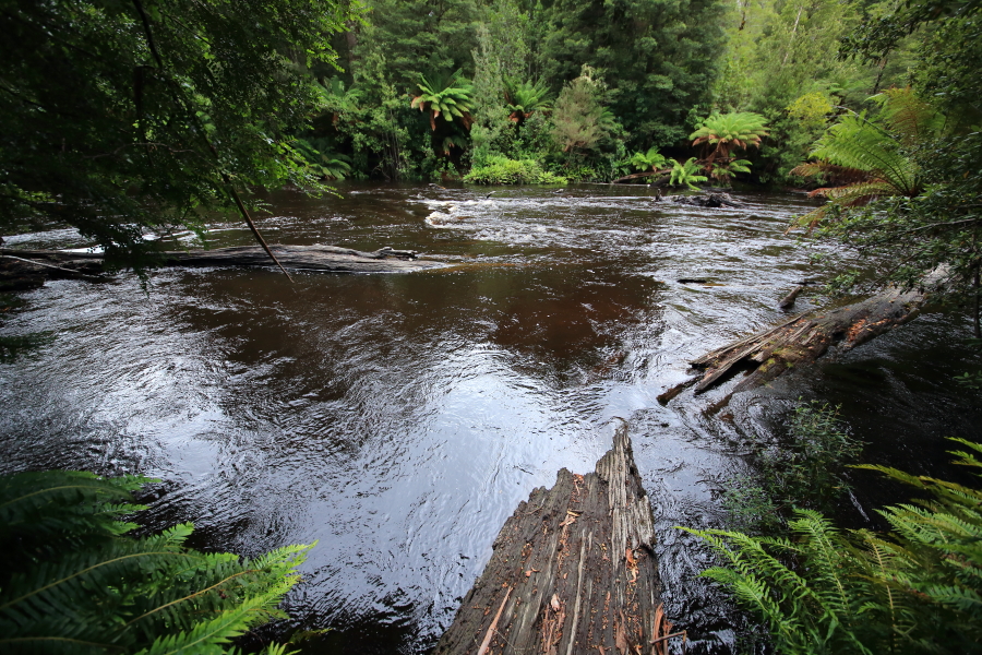 [103rd Cruise Report]Hobart (Tasmania) Learning about nature