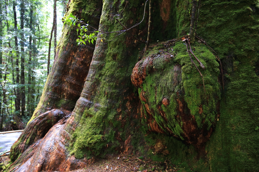 [103rd Cruise Report]Hobart (Tasmania) Learning about nature