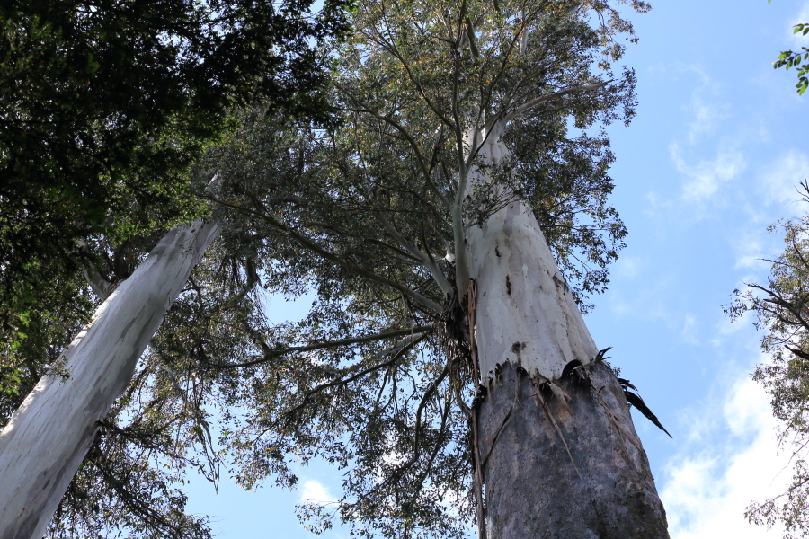 [103rd Cruise Report]Hobart (Tasmania) Learning about nature