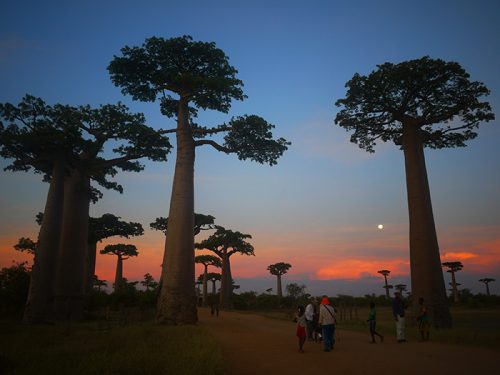 Saint-Exupéry - The Little Prince And The Baobabs